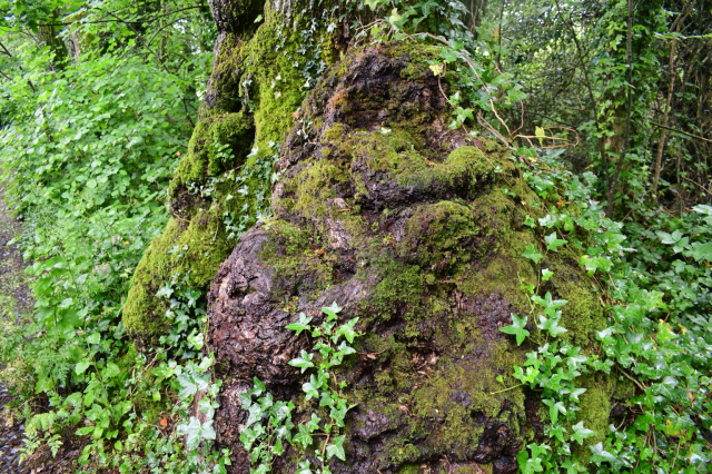 Oak trunk bole with ivy 