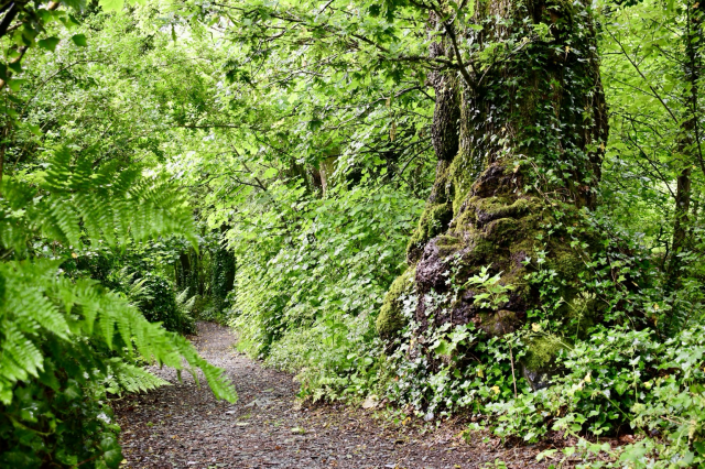 Low view of an oak tree