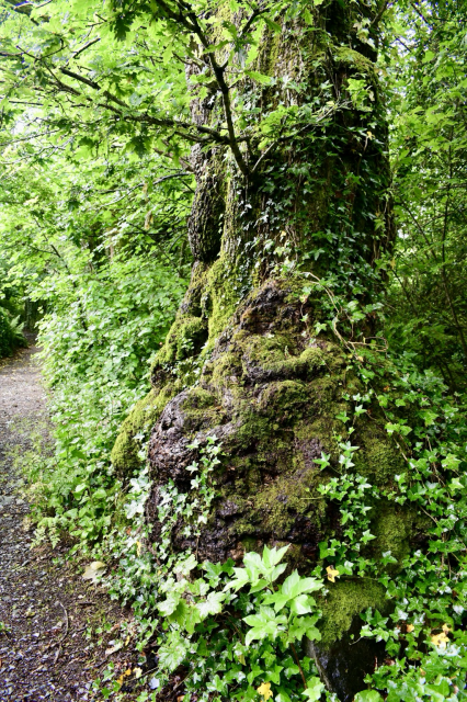 Oak knobbly trunk 