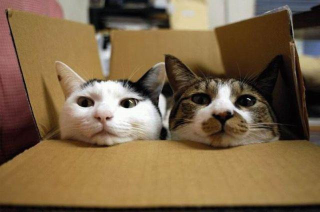 Two cats, one box
