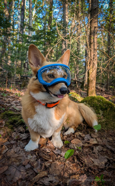 Moxxi the corgi is sitting in the forest. She's wearing a pair of blue goggles and an orange GPS collar. Her tongue is slightly out and she's focused on something out of frame.