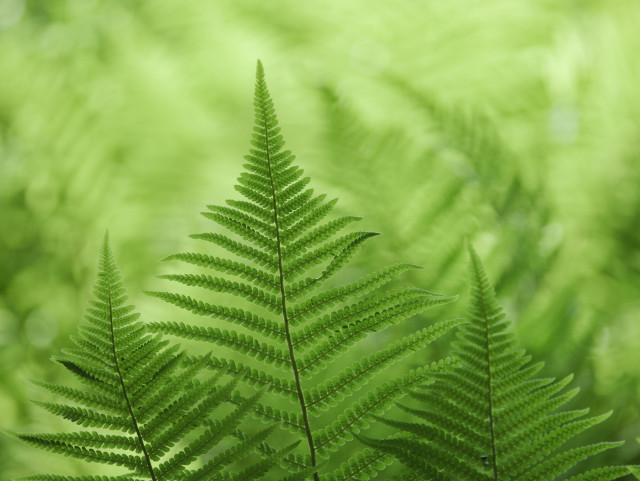 A trio of ferns with their beautiful, architectural fronds in the foreground while in the out-of-focus background other clumps of ferns are highlighted by the sun and blown by the wind to create a soft, abstract backdrop