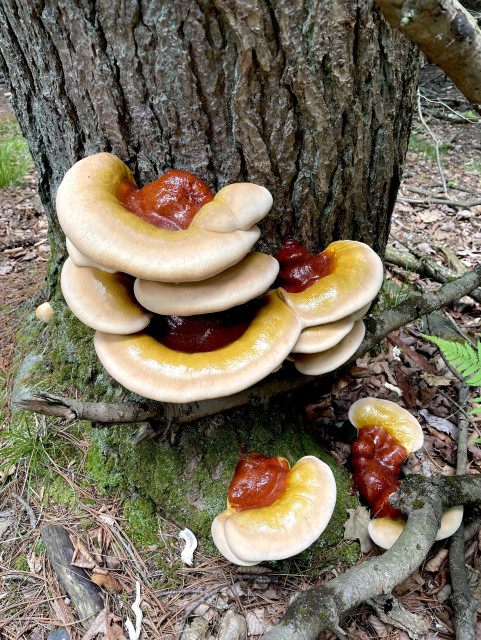 A dozen shelf mushrooms, ranging in size from 5-10 inches and an inch high, grow from the bottom of a dead hemlock. The mushrooms are quite fresh. Their colors bright and glistening. The inner attachment to the bark of the tree are a deep brown/red, transitioning to yellow and then to a creamy white at the edges. In most of the mushrooms the edges are somewhat billowy at the edges and more sunken toward the tree.