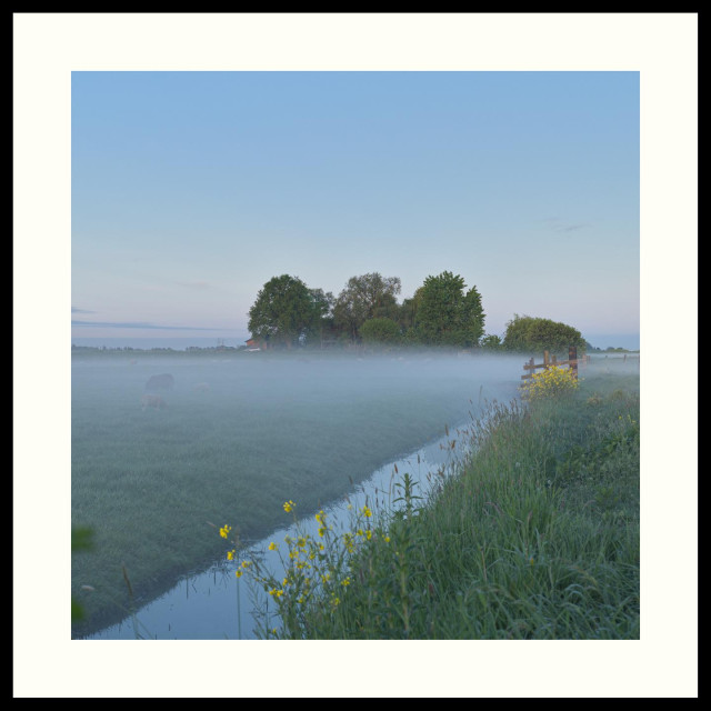 colour - A landscape with low hanging fog shows a canal and grassy fields with yellow flowers and a wooden fence on one bank. In the background a group of trees and a building can be seen, Some farm animals are partially hidden by the fog.

Early morning shot from within the Ackerdijkse Plassen.

EDIT: fixed a typo.