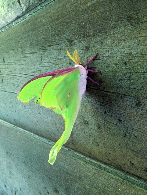 A stunning close-up captures a large luna moth resting vertically on a weathered, dark wooden surface. The moth's expansive wings are a luminous, vibrant lime-green, bordered along the top edge by a striking reddish-purple band. Its hindwings taper into long, elegant, twisting tails that extend downward. It features a furry white body, magenta-colored legs, and a pair of prominent, feathery golden-yellow antennae extending from its head. The deep textures and horizontal grain of the wooden background provide a rustic contrast that makes the insect's brilliant coloration and delicate features vividly stand out.