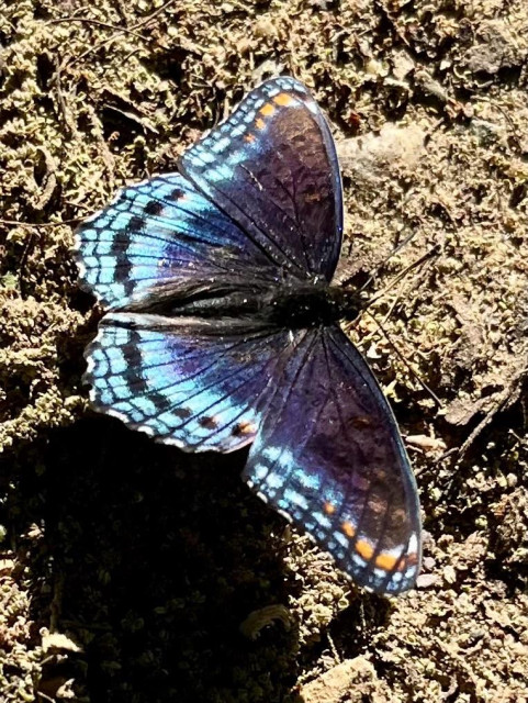 A dark purple butterfly with striking light blue wing tips forages on a dirt road.