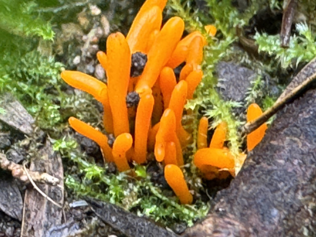 tiny flame orange fungus fingers