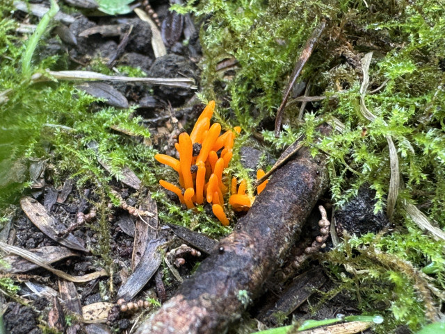 tiny orange fungus fingers in mossy twigs
