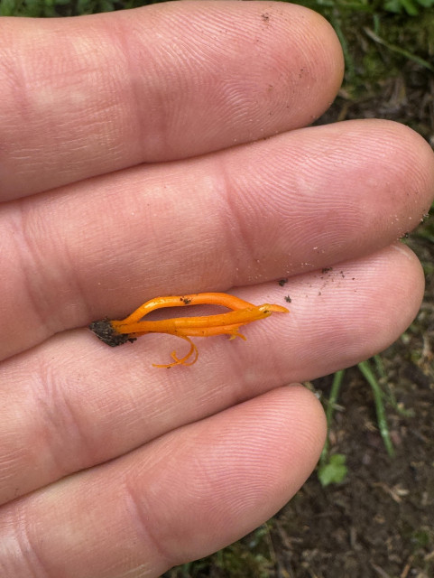 little orange fungus fingers in big human fingers