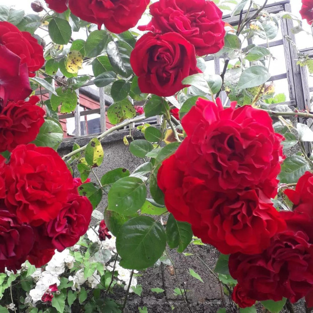 Close-up of a rose bush in June, several stunning crimson heads flowering vigorously, with their stems and green leaves behind against a wall and its old wooden fence.