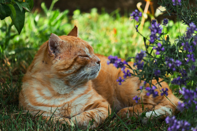 an orange cat sitting in the shade