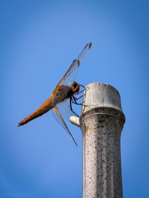 An orange-and-brown dragonfly is perched on a weathered bamboo stick against a clear blue sky.

The dragonfly's abdomen is bright orange with subtle dark markings along the center line. Its thorax is a darker, fuzzy brown color.

The entire background is a solid, cloudless, vibrant blue sky, creating a high-contrast backdrop that makes the warm tones of the dragonfly pop.