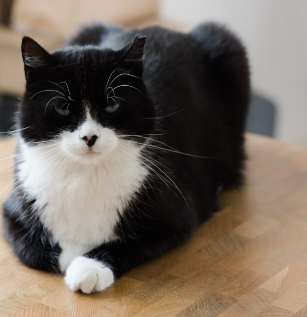 Schwarzweißer Kater Phips liegt mit übereinander gelegten Pfoten auf einem Holztisch. Die Augen leicht zusammengekniffen, blickt er mit ernster Miene in die Kamera und ist trotzdem sehr putzig 
