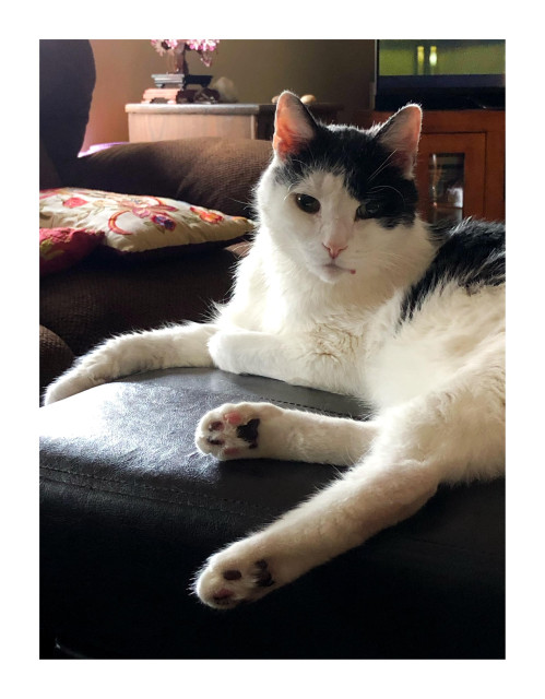 Merlin, with his black-and-white bicolor coat, lounges on a leather ottoman with his legs sprawled and his face turned to the camera, as sunlight on his left side gives him a gentle glow. In the background are an armchair with an embroidered cushion and some cabinets and counters with tchotchkes on top.