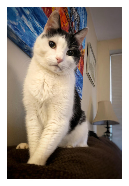 Merlin sits upright on the backrest cushion of a couch, looking down at the camera with his head slightly tilted in a quizzical expression. Mounted on the angled wall beside him are a large unframed canvas in blue and red and a smaller framed artwork. At the far end of the couch are a table lamp and window blinds.