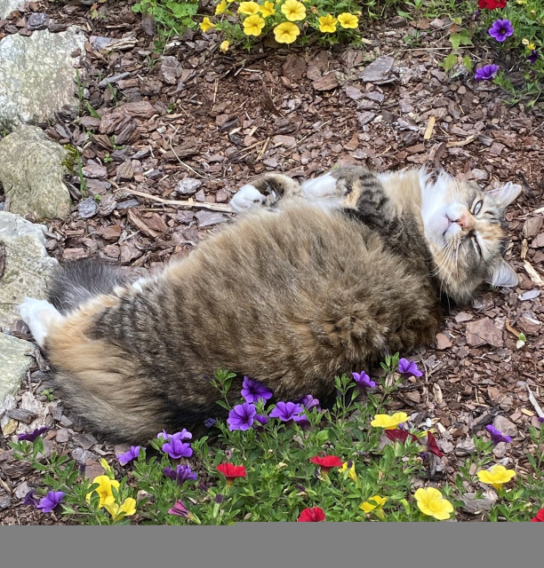 fluffy tabico cat lying on brown mulch with mats of yellow, purple and red flowers on green foliage surrounding her