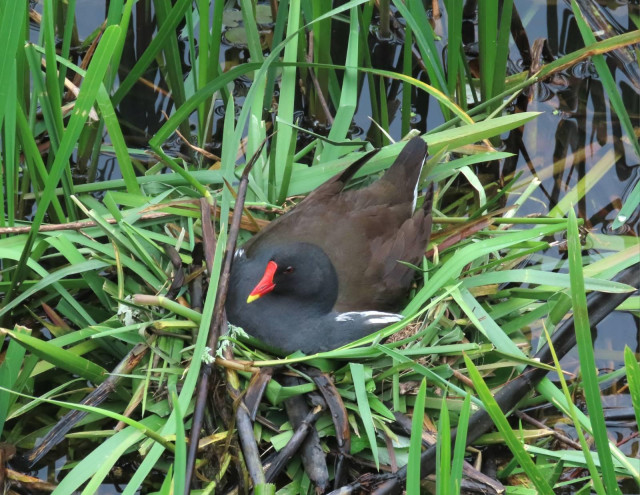 Photo of a moorhen protecting her (?) eggs in her nest, the next is on the water and made of a lot of large green grass, the moorhen is brown with a black front and a very bright red beak