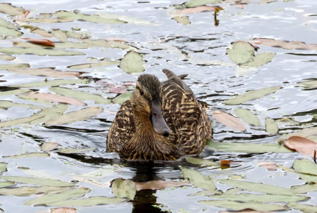 Photo of a female duck on the canal, she is light and dark brown, the water is rippling a bit around here with green and brown leaves on the surface