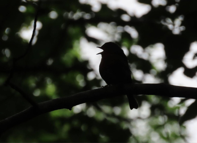 Photo of a bird singing on a branch, only the shape of the bird is visible as he is dark on a lighter background, there are dark green leaves all around and behind