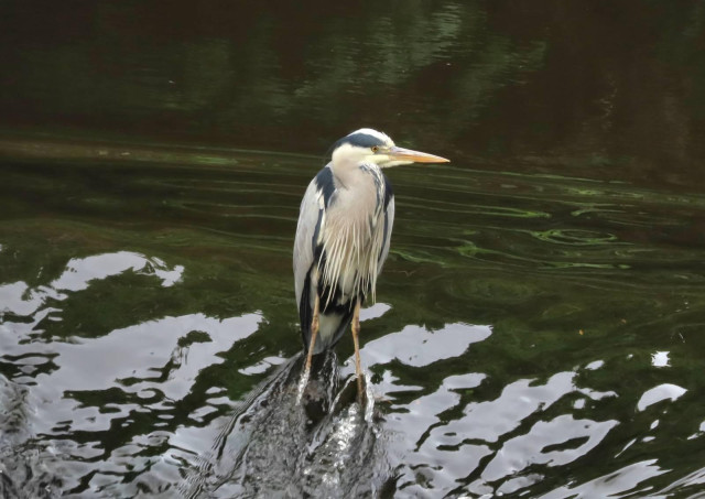 Photo of a wet heron standing in the slope of a sort of dam, his front feathers are white grey and wet, he has long skinny orange legs, he is looking to the right with his pointy, deadly beak