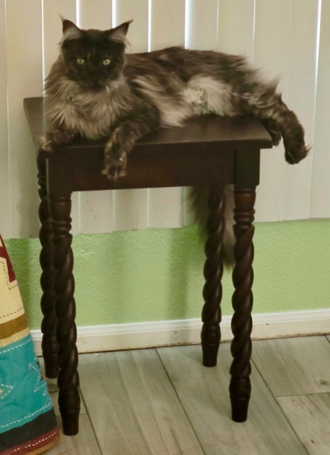 Grayson the Maine Coon cat lounging across the top of a wooden table with fancy spiral lathed legs. Grayson’s body is draped across the surface of the table with one front paw hanging off the front and both back feet hanging off the right side. Grayson looks relaxed as he gazes past the viewer.