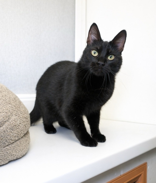 This is a sleek black cat with a glossy coat and bright green eyes, standing alert with its head slightly tilted, giving a curious and attentive look.