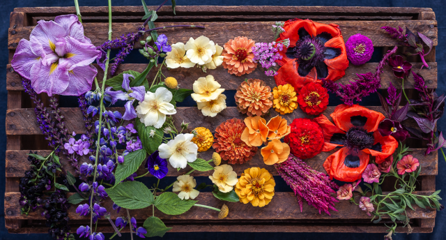 A top-down horizontal view of a wooden crate filled with flowers arranged across the slats. The flowers are spread from edge to edge, creating bands of color and texture across the frame, arranged in the hues of a rainbow. The flowers vary in size and shape, from open, flat-faced blossoms to dense, rounded flower heads and elongated flowering stalks. Some stems cross over others, while leaves and petals overlap to create a layered composition.
On the left, a large pale purple iris sits among clusters of blue and violet flowers, with stems and leaves extending diagonally across the crate. Near the center, several cream-colored open-centered roses are interspersed with zinnias in peach, orange, yellow, and red tones.
On the right side, two large red poppies with dark centers anchor the arrangement. Around them are smaller magenta and purple blooms, celosia, and small rosy petunias.
The weathered wooden slats remain visible between the flowers, forming horizontal lines beneath the arrangement. A dark blue background surrounds the crate, framing the display.