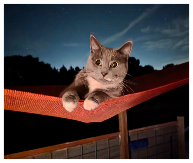 dawn. a gray and white cat with wide eyes lies on an orange outdoor fabric , like a hammock, at night. the background is a dark sky with faint clouds and trees silhouetted, and some wooden fence panels below the cat hammock.