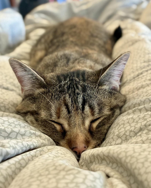 You’re resting on your back, on a couch, with a cream-colored blanket over your legs. Nestled between them is a tan and copper tabby. She’s facing you with her eyes shut right. She’s a baby and completely unconcerned with the state’s ongoing fiscal crisis. 