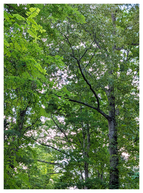 tall trees with thick, leafy green canopies fill the scene. sunlight from the gray/pink sky filters through the overlapping branches and leaves, creating a dappled effect. 