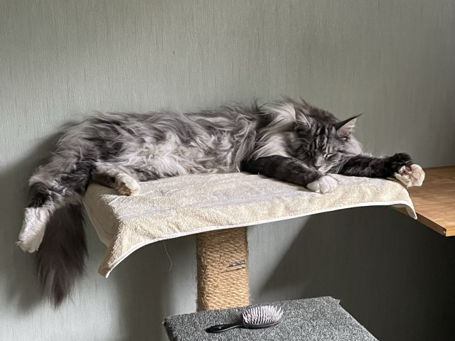 Floofy silver tabby lying stretched out on a yellow towel on top of a scratching post plinth. His left arm is out. Showing off his thumb. He is asleep. 