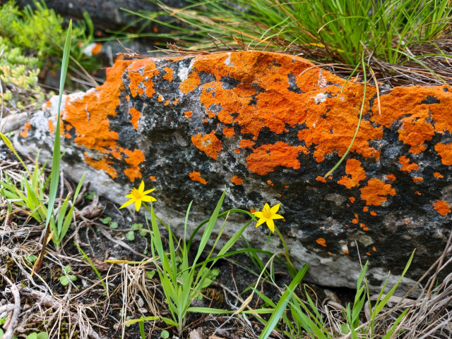 A rock covered in bright orange lichen with two small yellow wildflowers in front of it