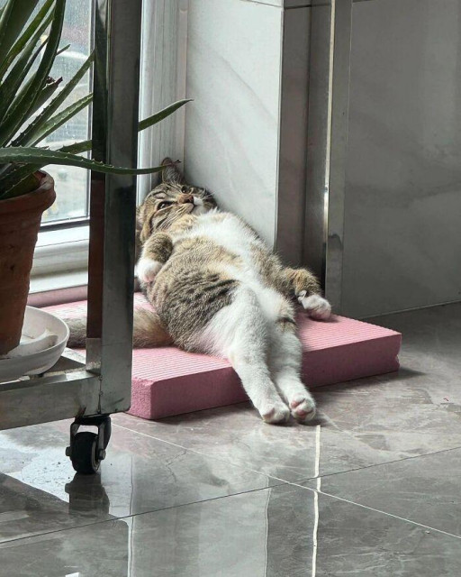lazy cat