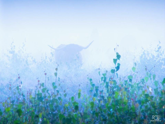A Highland cow with long horns emerging through dense fog and green foliage in a misty natural setting.