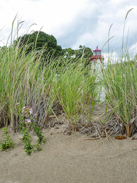 Taken at a low level a lighthouse is partially seen through the tall grasses at the edge of sandy beach. The sand is seen along the bottom edge and the white and red lighthouse sits next to a large green tree. Clouds are seen mostly filling the sky. 