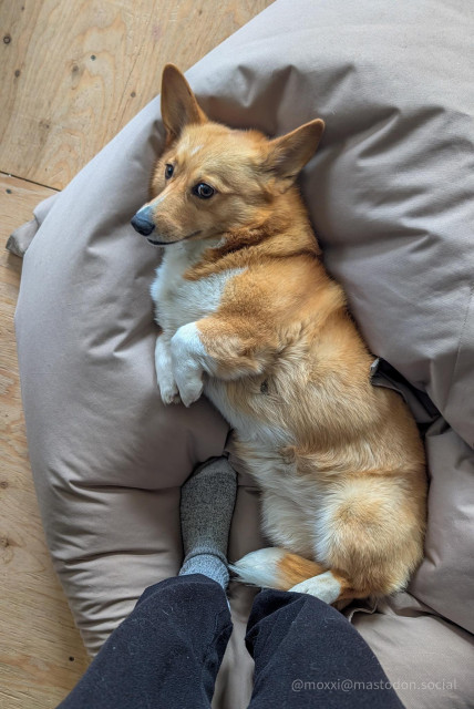 Moxxi the corgi is on a beige bean bag. She's photographed from above. There are two human feet standing next to her, on the bean bag. She's on her side, with T-Rex arms. She's giving the side eye because she has no interest in going anywhere.