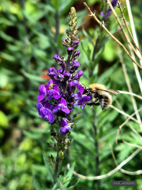 A close-up photograph captures a fuzzy bumblebee that looks like a Common Carder Bee (Bombus pascuorum) on the right side of the frame, it has landed on a vibrant purple flower stalk. Perhaps a "Purple Toadflax" (Linaria purpurea). The bee is covered in dense, light-tan hairs across its upper body and a mix of grey and black banding toward its abdomen, with its delicate, translucent wings extended. It appears focused on a single blossom, its head buried in the petals preparing to feed.

The wildflower stalk extends vertically through the center of the image, showcasing a dense cluster of rich purple and violet snapdragon-like blossoms blooming at the bottom, while tightly closed green buds taper toward the top. A tiny, light-brown insect rests on one of the lower petals. The background is softly blurred, filled with lush green foliage and a few stray, dry twigs that put the focus entirely on the bee and its flower.

The photographer's watermark in the corner reads "Paul Jackson"
