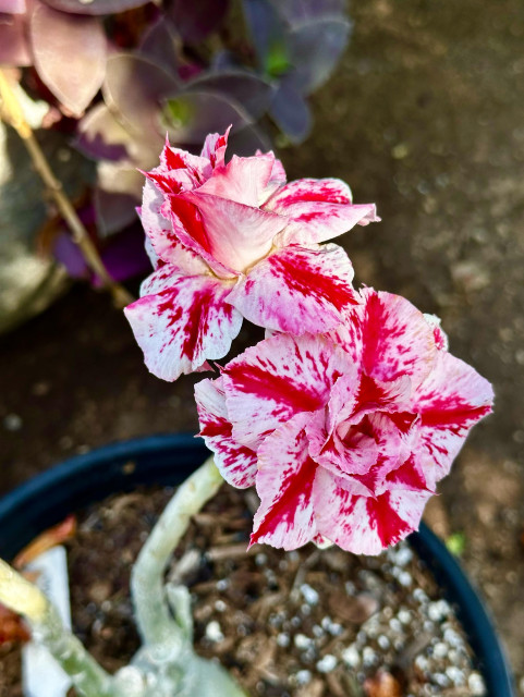 Unusual desert plant that flowers from a gnarled, fat gray-green stem or trunk. Looks like 2 roses dappled scarlet red and white with some faint pink smudges. Filtered light late afternoon. Background is mostly dirt on the ground or in the potting mix.Ddull gray brown with leaves from a different plant top left. 