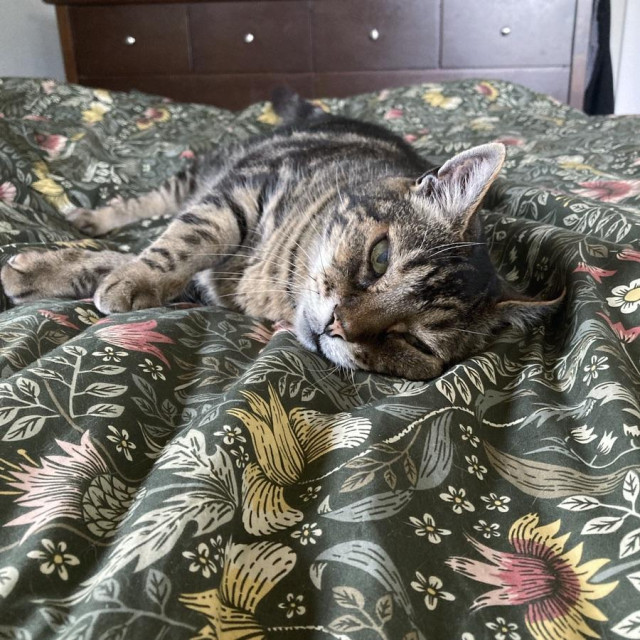 Tabby cat lounging on his side on a dark green floral comforter. His front paws are crossed at chest level. His expression is unreadable. 