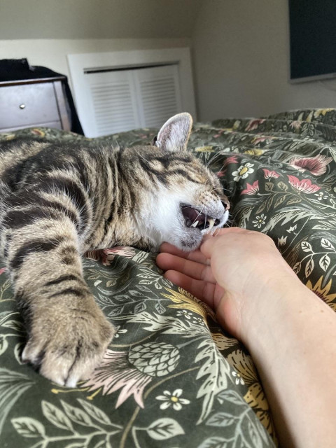 Tabby cat lounging on his side on a dark green floral comforter. His fangs are exposed as he's about to give the person scritching his chin a love bite. One front paw is extended toward the camera. 