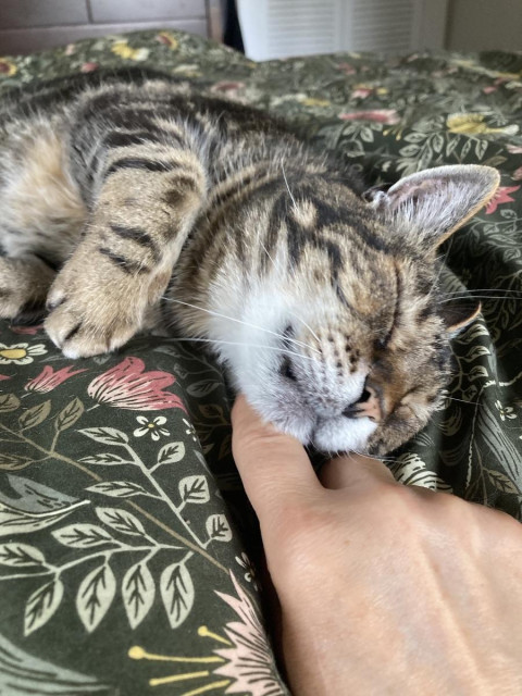 Tabby cat lounging on his side on a dark green floral comforter getting chin scritches. His eyes are closed in blissful scritch-getting. 