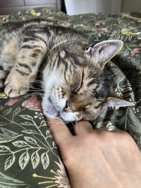 Tabby cat lounging on his side on a dark green floral comforter getting chin scritches. His eyes are closed as he rests one cheek on his human's hand. 