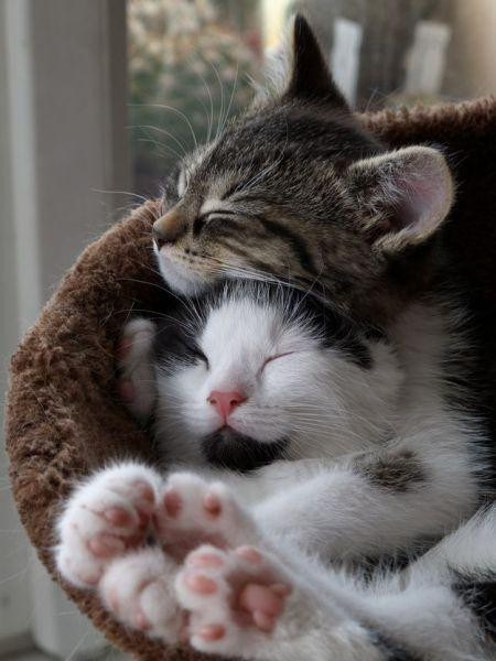 Two smol cats sleeping together in a cat bed