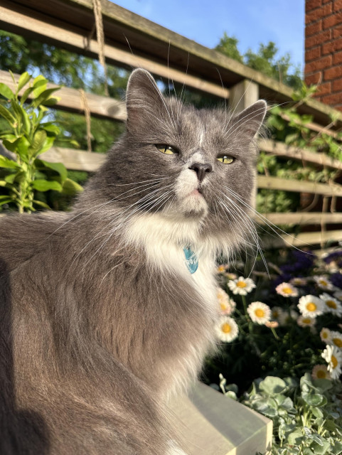 En grå och vit långhårig katt sitter och kisar mot solen med en somrig bakgrund på en altan.