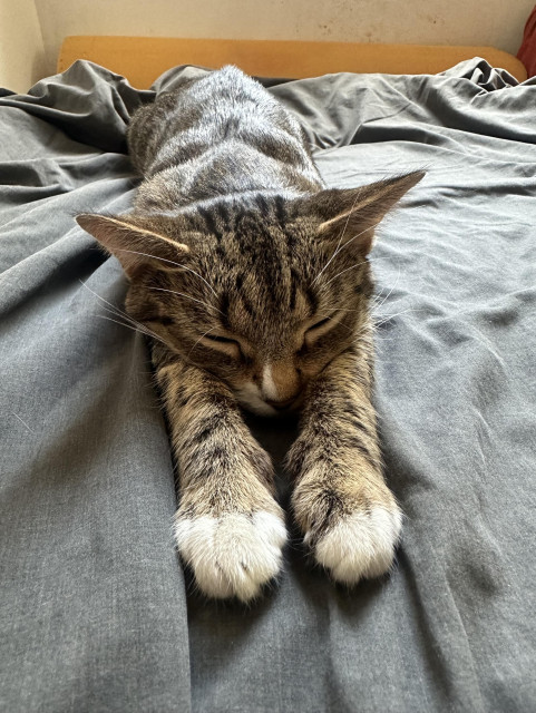 a kitten stretches towards the camera