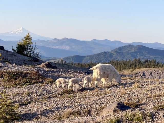 A family of white mountain goats graze on the pumice plains of Mount Saint Helens. In the distance are green tree-covered mountains with Mount Hood on the left. The volcano peak is covered in white snow. Light blue skies above.
