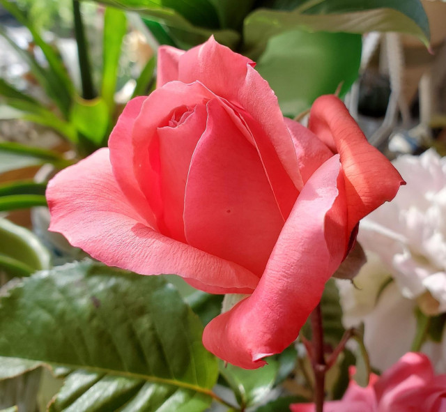 Close-up of a coral pink rose with velvety petals unfurling, with blurred green foliage and white peony flowers in the background.