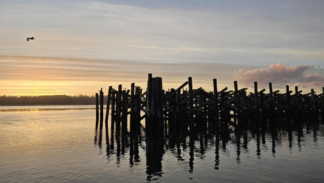 sunset over old pilings in the bay 

a solitary gull