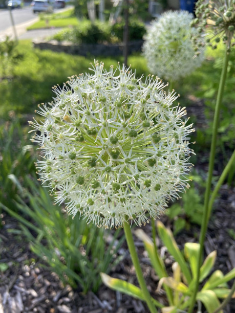 A white allium flower, a beautiful sphere of tiny white flowers with green centers, like a big firework. 