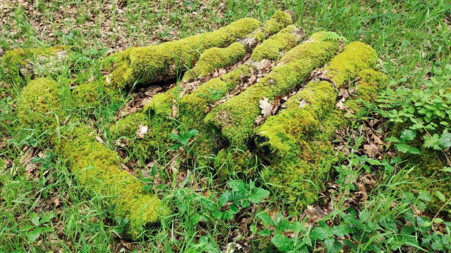 Moss covered log pile